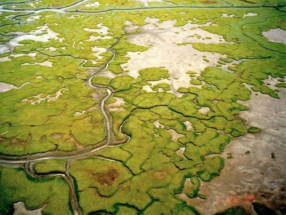 YKD tidal marshes photo lowres