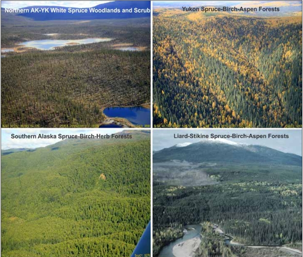 cbvm-vegetation-type-photos